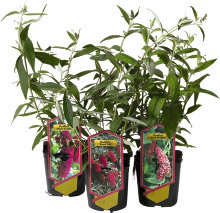 Sommerfuglbusk 'Buddleja' 17 cm potte